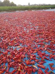 Hatay Tatlı Biber Salçası 20 kg Toptan